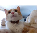 Pet Bow Tie Collar with Bell for Dogs and Cats FurryZone