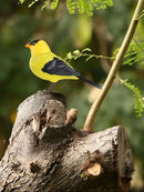 Electronic Singing Bird Toy - FurryZone