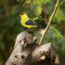 Electronic Singing Bird Toy - FurryZone