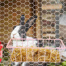 Rabbit Hay Rack - FurryZone